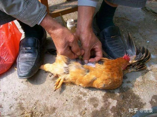 在农村,很多公鸡会被阉,被阉之后你知道有哪些好处吗? - 知乎