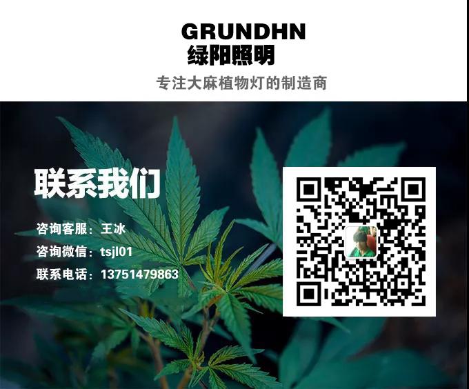大麻植物灯专家 为什么大麻会成为美国最赚钱的产业 知乎 大麻植物灯专家 为什么大麻会成为美国最赚钱的产业 知乎