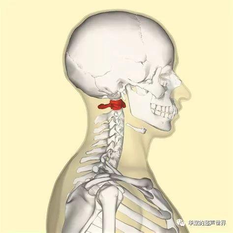 解剖01阿特拉斯和第一颈椎