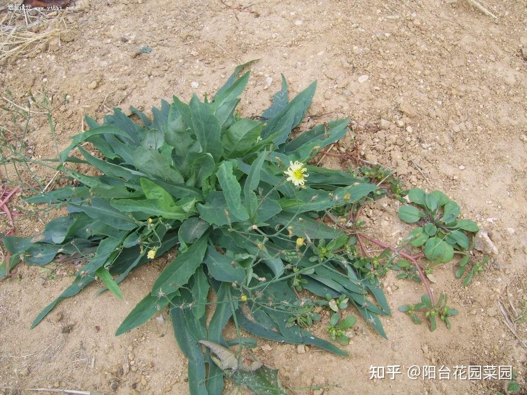 9种常见的野菜,比青菜还好吃,解腻又养人,看见别错过-几种常见野菜图片