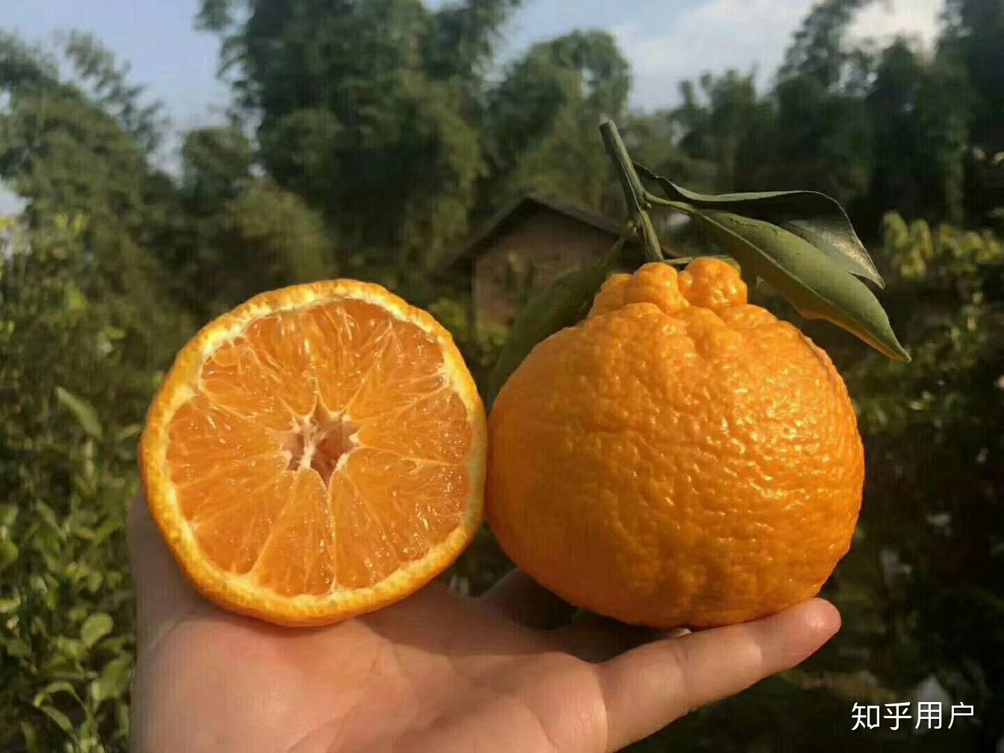 最新出来的耙耙柑和丑橘到底是不是一个东西？ - 知乎