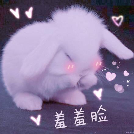 可爱兔子表情包 