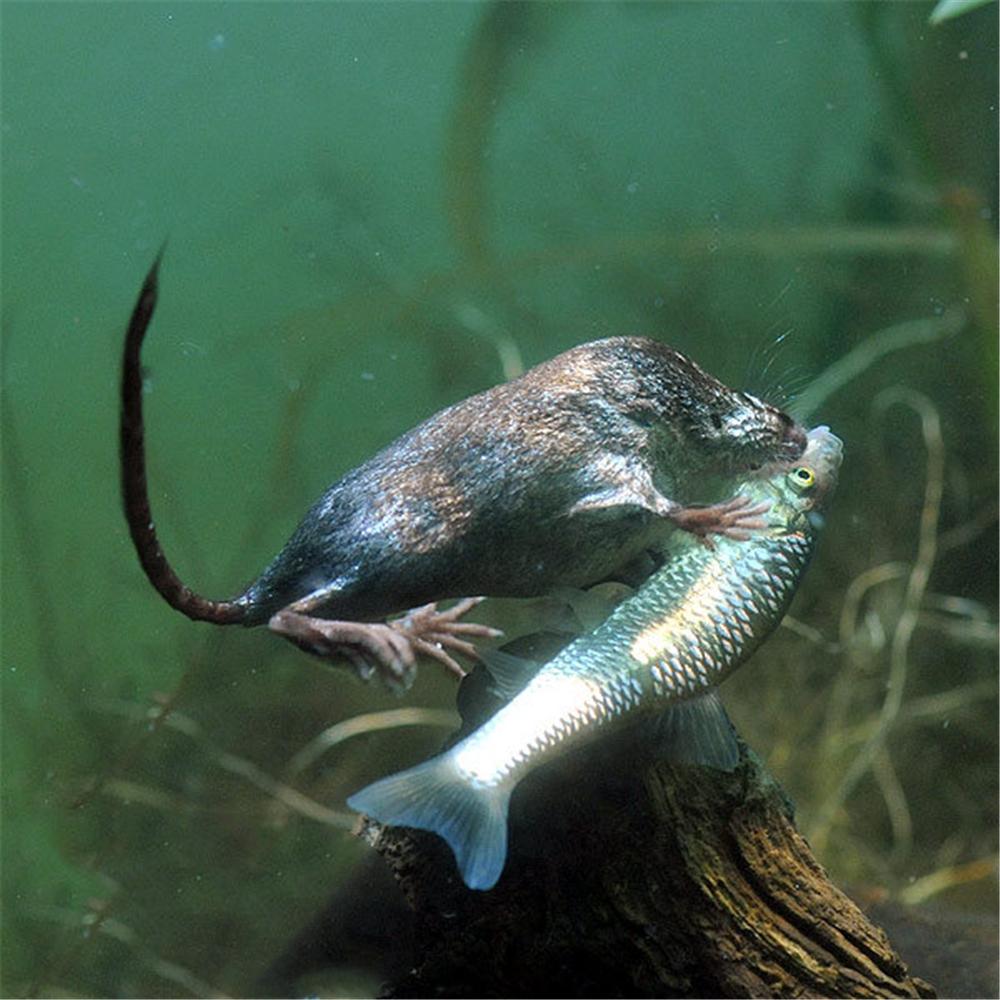 水鼩鼱现身长白山,堪称微缩版的水獭,不到20克重却敢捕食小龙虾