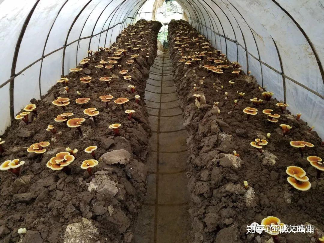 千年灵芝不存在的,带你了解野生灵芝与栽培灵芝