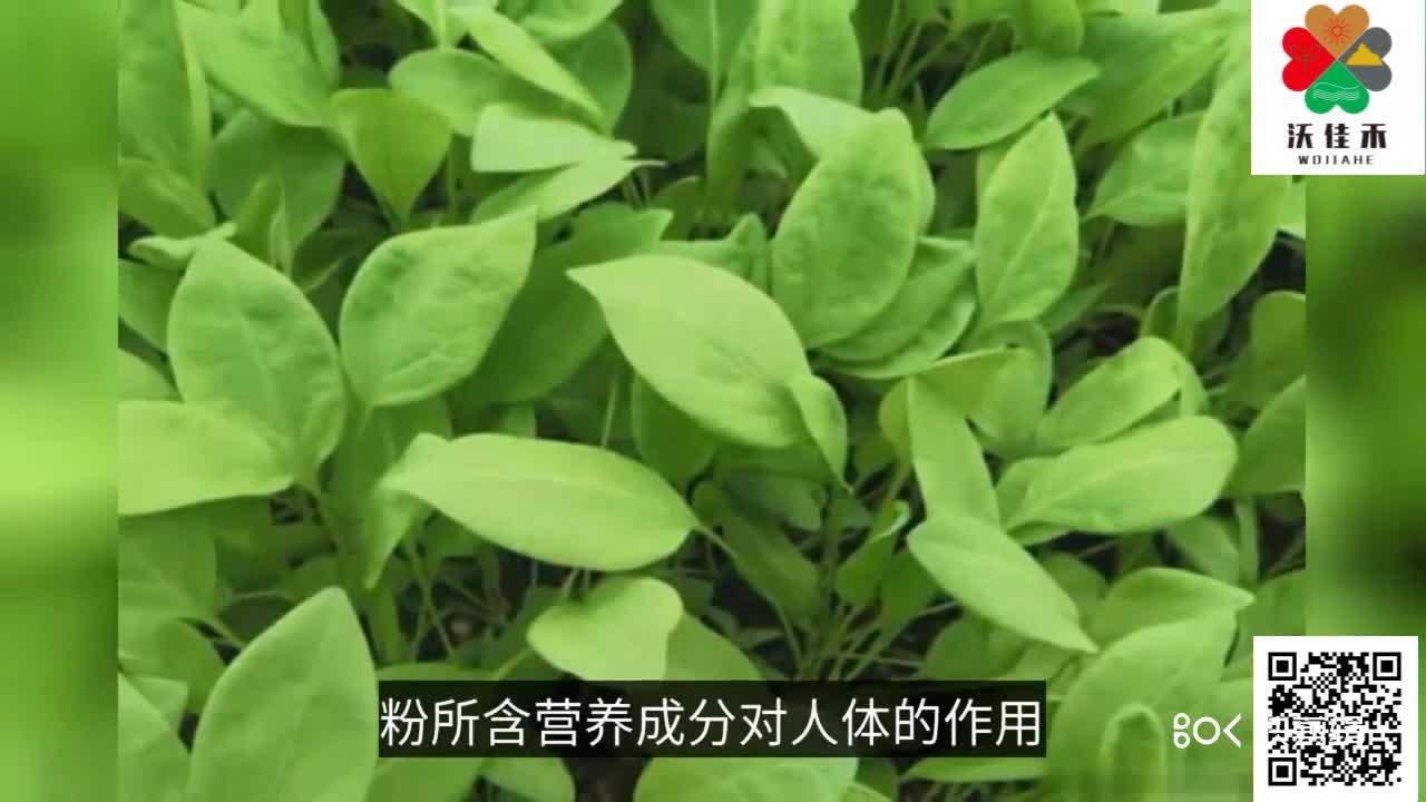 食叶草产业链前景 - 知乎