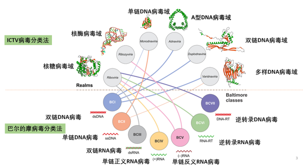 病毒的分类及结构特点 - 知乎