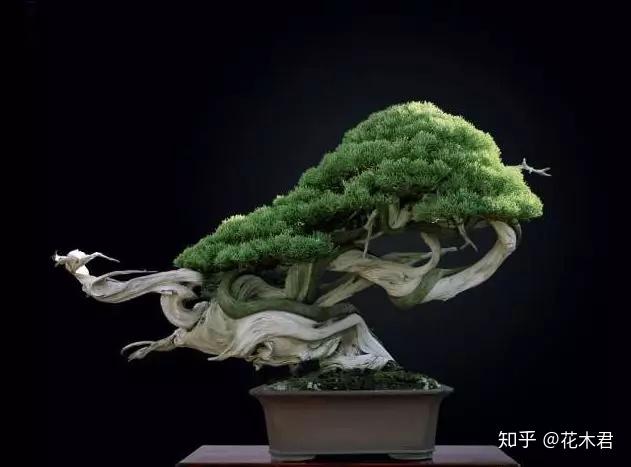 鬼斧神工赏盆景之十四枯干式盆景