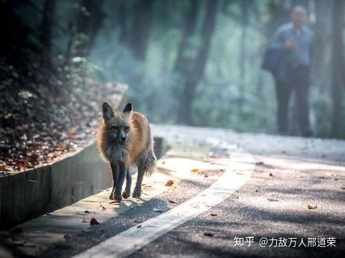 继武大狐狸华科野猪后 地大现身南望山神兽 知乎