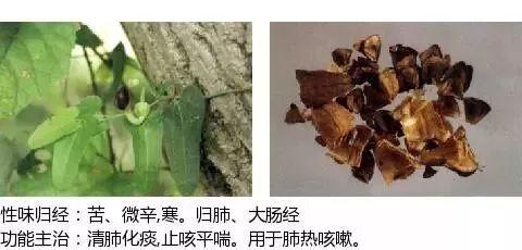 500余种中草药图  第342张