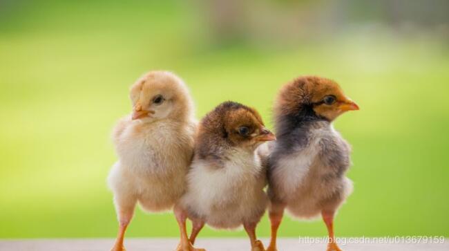 在Pytorch中使用Mask R-CNN进行实例分割操作 在Pytorch中使用Mask R-CNN进行实例分割操作