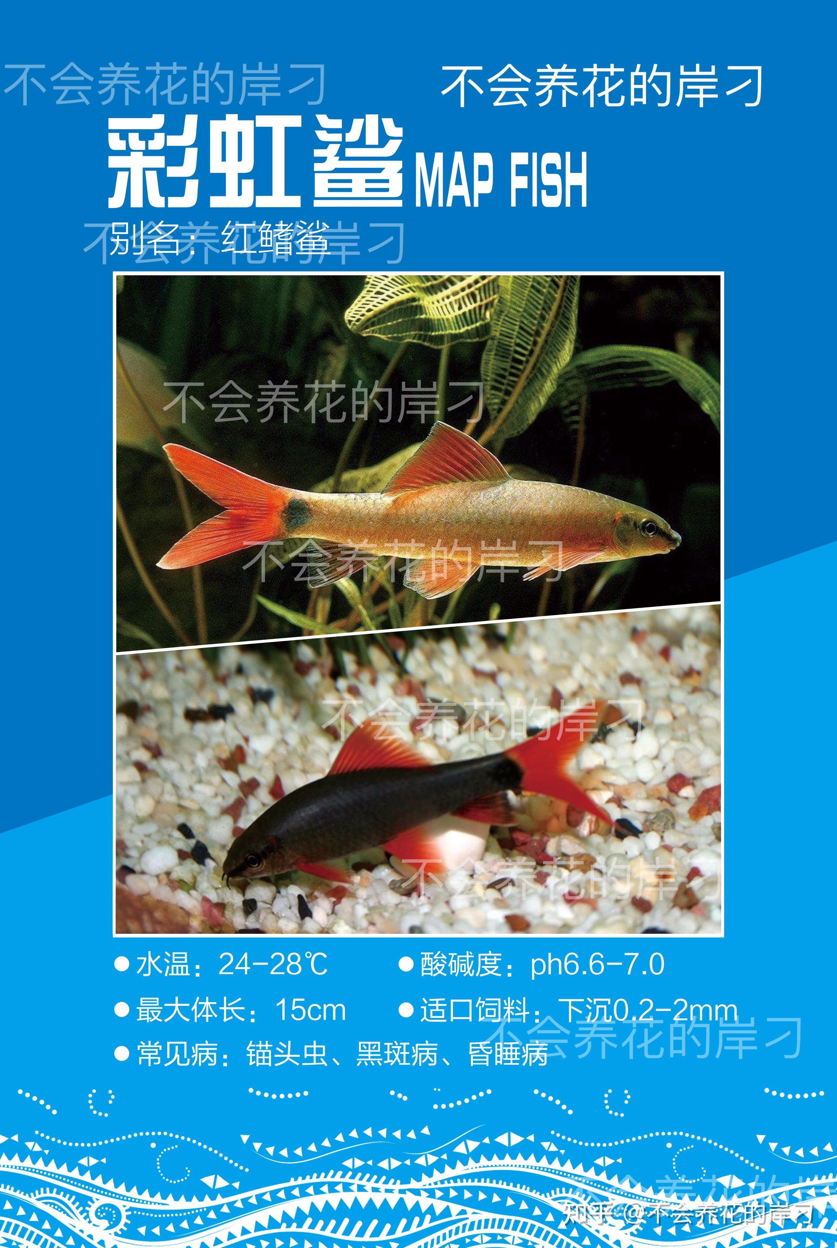 《水族宠物百科图鉴》之 彩虹鲨每天两分钟,跟我学养宠▲欢迎点击