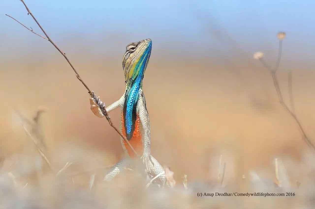 Wildlife Photography: Capturing the Majesty of the Lion, the King of the Savanna