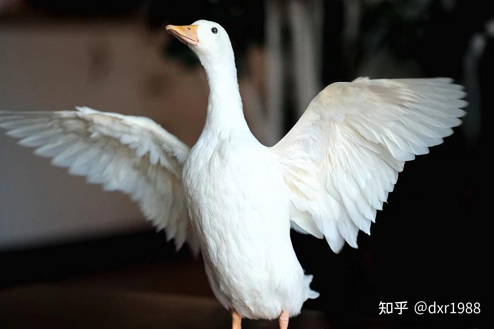 养柯尔鸭劝退篇