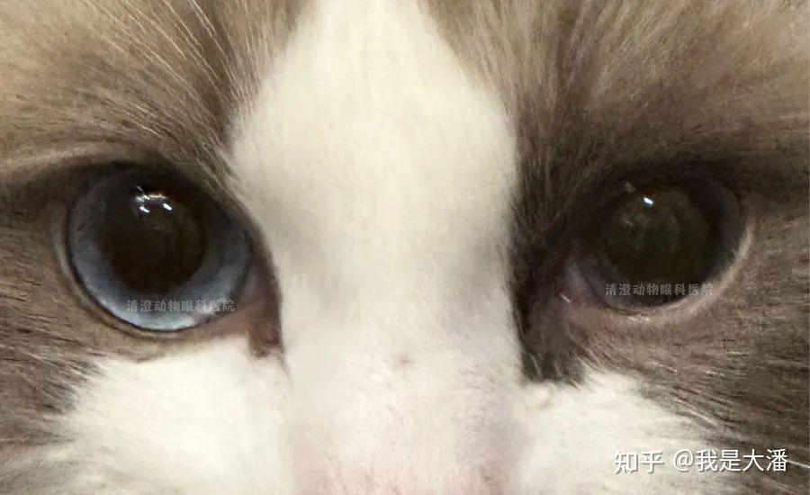 (武汉病例)布偶猫眼睛浑浊,眼睛从蓝色变成灰色,治疗后痊愈