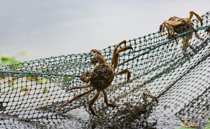 哪里的大闸蟹最接近阳澄湖 v2-b4416d45426312c023a7e6db53610b8d_r.jpg