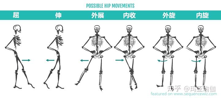 我们知道,髋关节由髋骨和股骨组成,共有6个活动方位:屈,伸,外旋,内旋