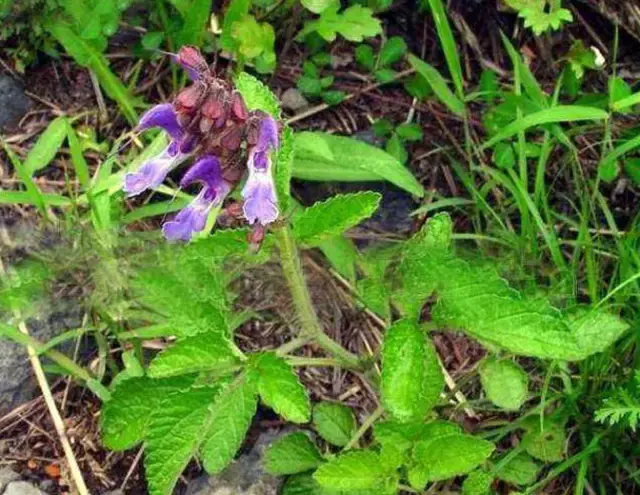 每天最少学一味中药紫草