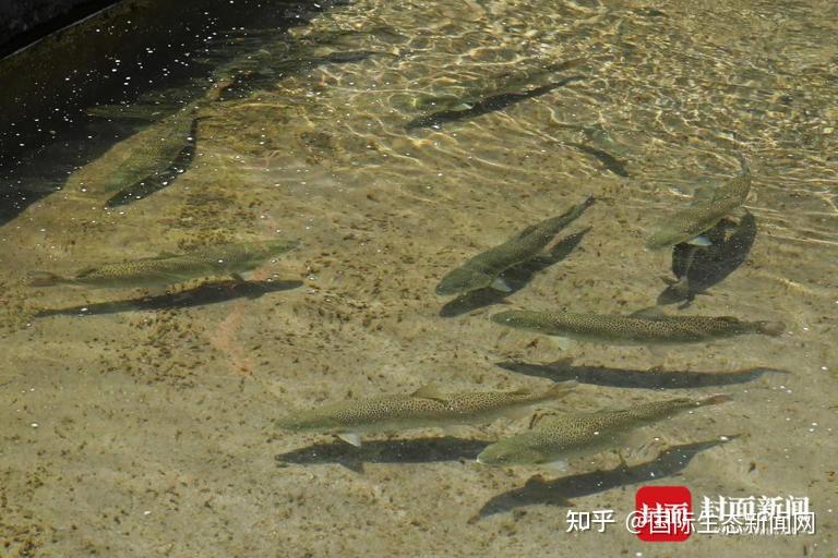 15年攻关实现全人工繁殖 探秘"水中大熊猫"川陕哲罗鲑