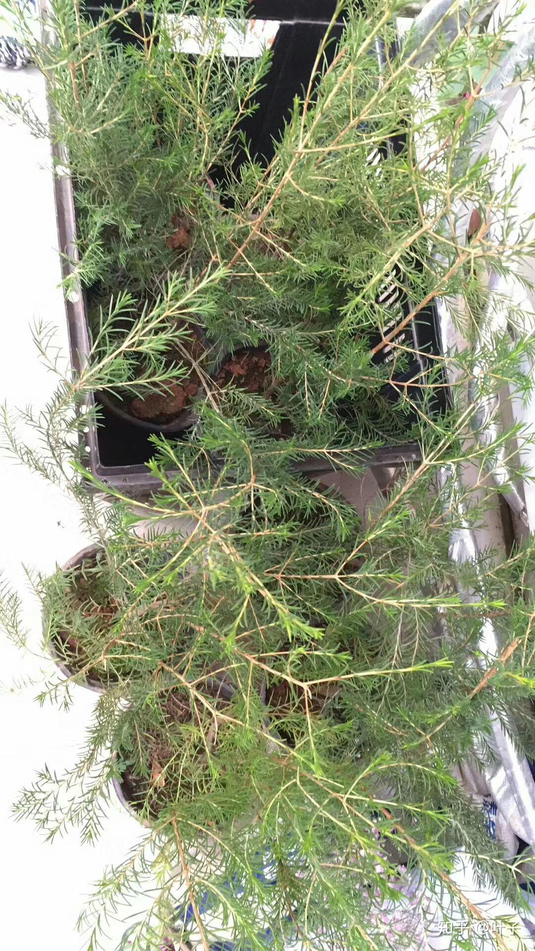 澳洲腊梅的养护