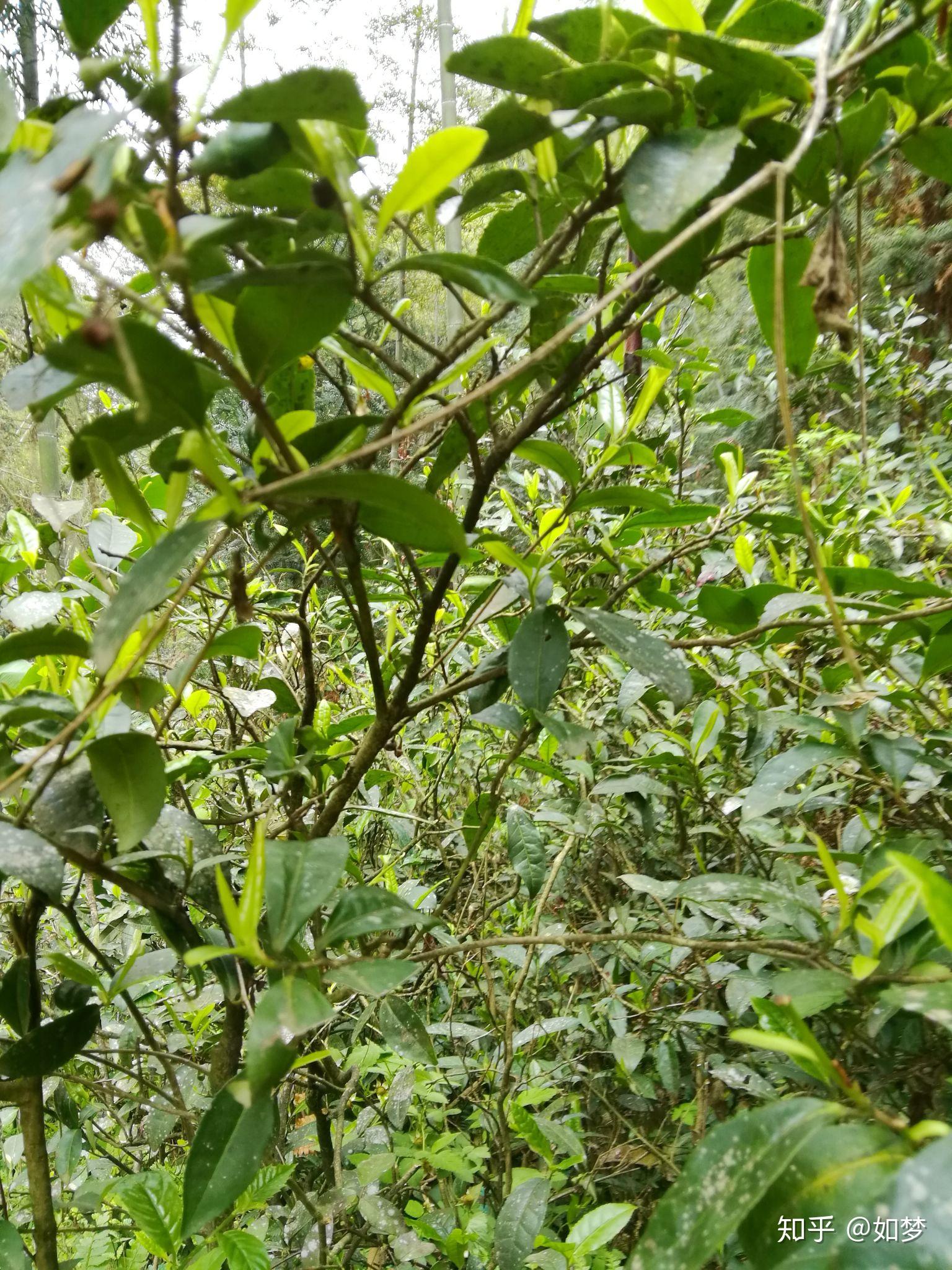 只要你勤快,便可在這季節上山摘茶葉.瞧,鮮嫩並帶著濃濃的茶香.