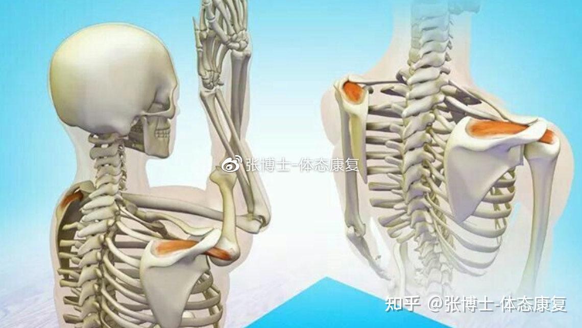 运动康复科普怎样松解拉伸冈上肌以缓解肩关节不适