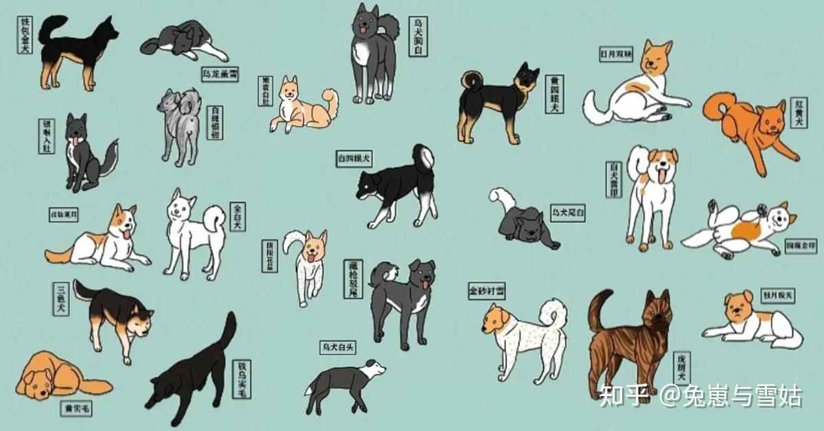 古籍《相犬大全》,上百种中华田园犬花色赏析! - 知乎