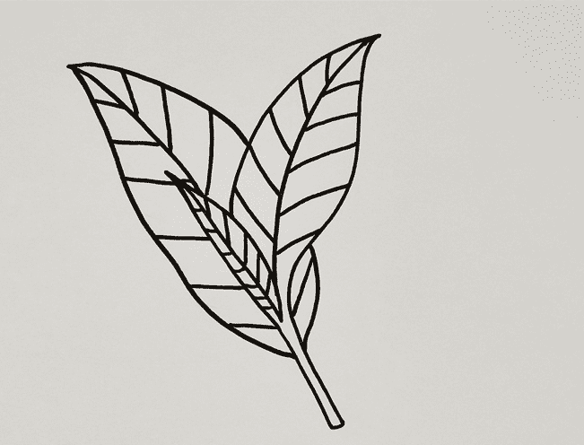 全国春茶地图出炉一幅茶叶简笔画带你感受春意