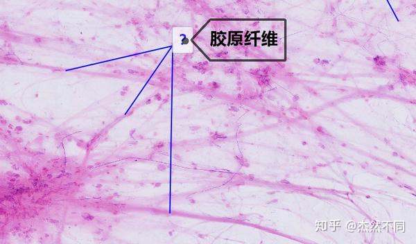 组胚实验图结缔组织