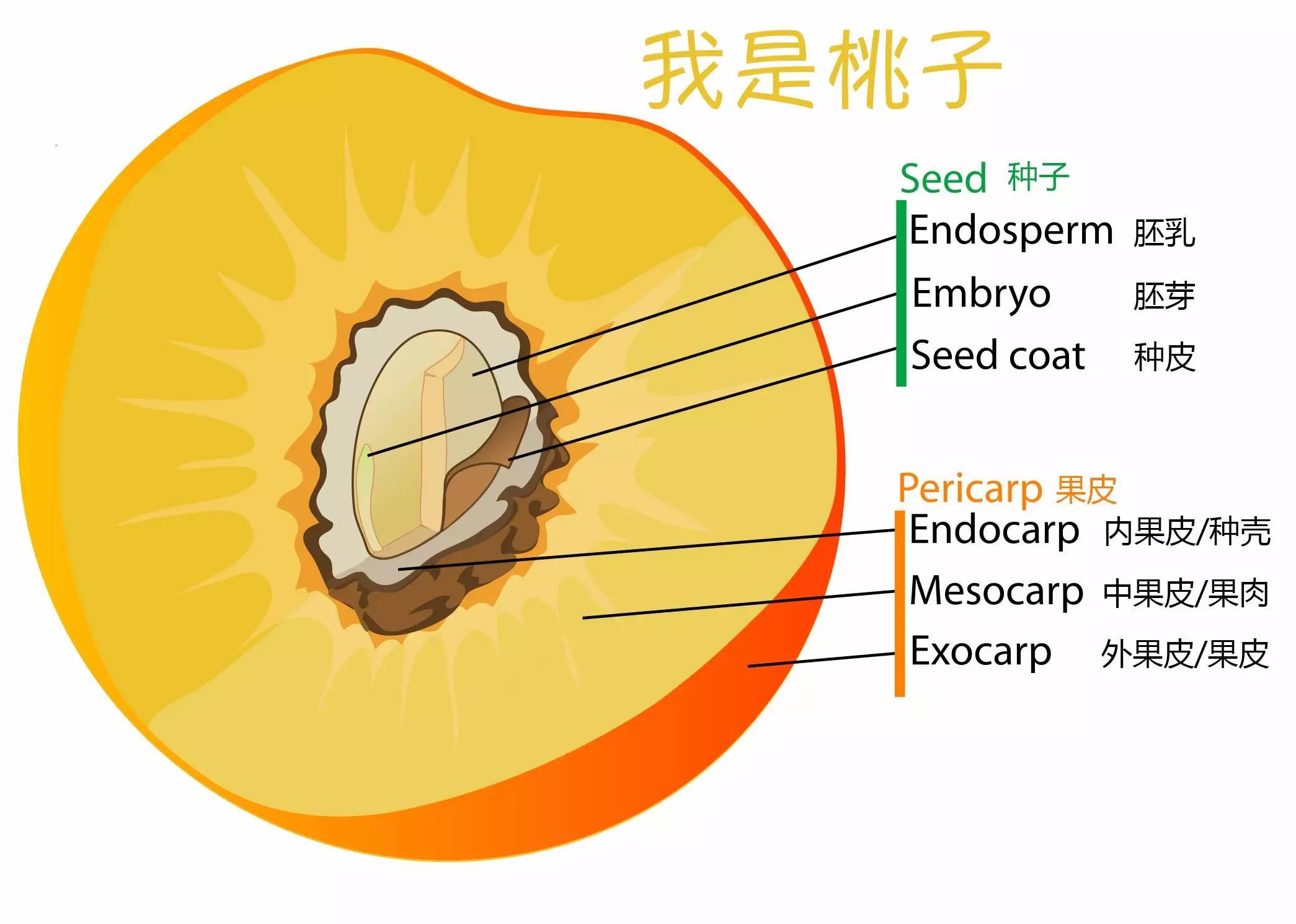 它长得很像豆子,但是从咖啡植株的果实形态上看,咖啡果实更像是桃子