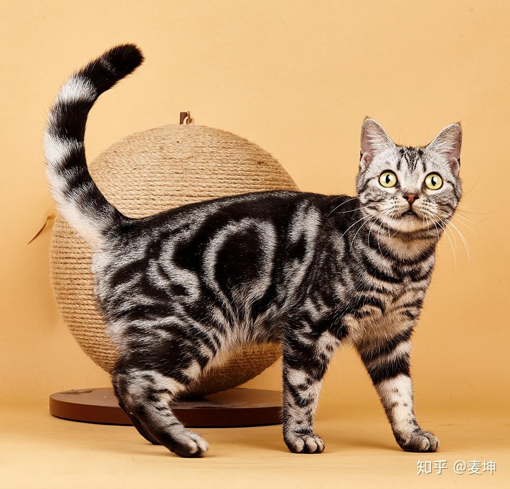 猫 虎斑猫 宠物 - Pixabay上的免费照片 - Pixabay