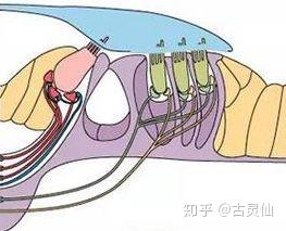听神经病变的十问十答(1) - 知乎