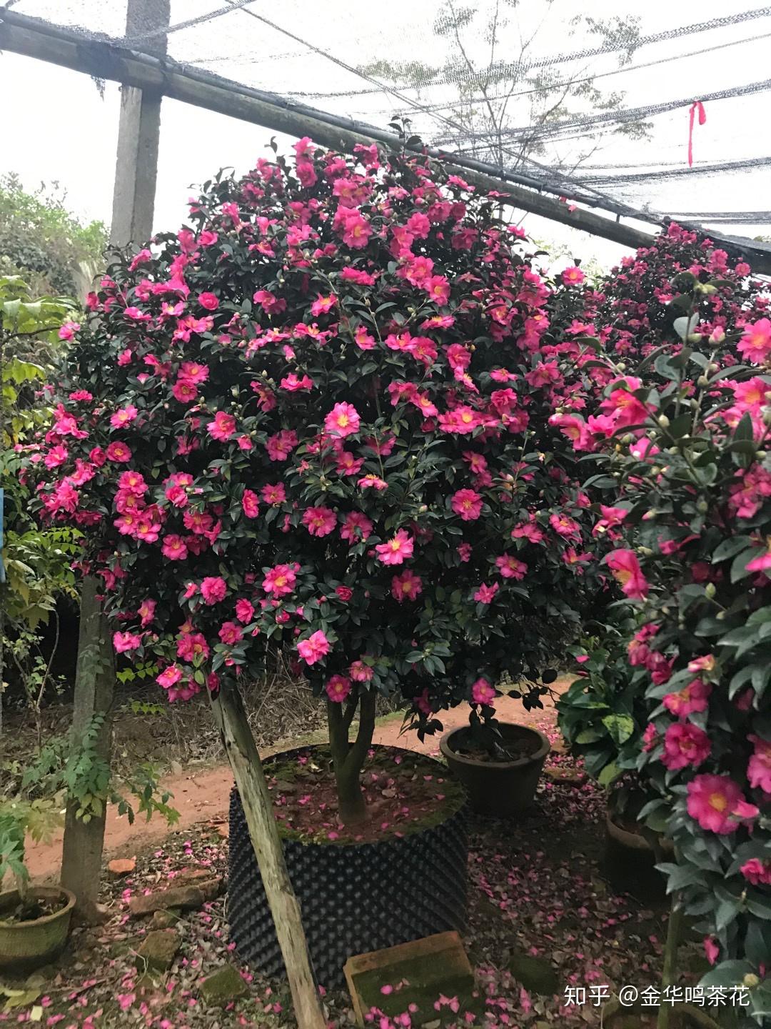 又到一年茶梅开花季请欣赏