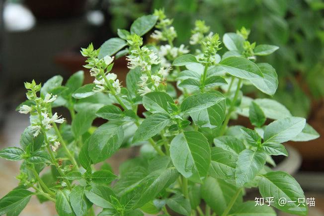 驱蚊草真的管用吗百里香驱蚊效果如何