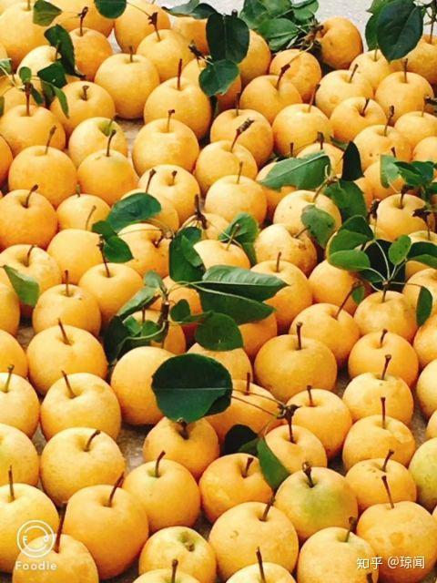 大围山的黄金梨