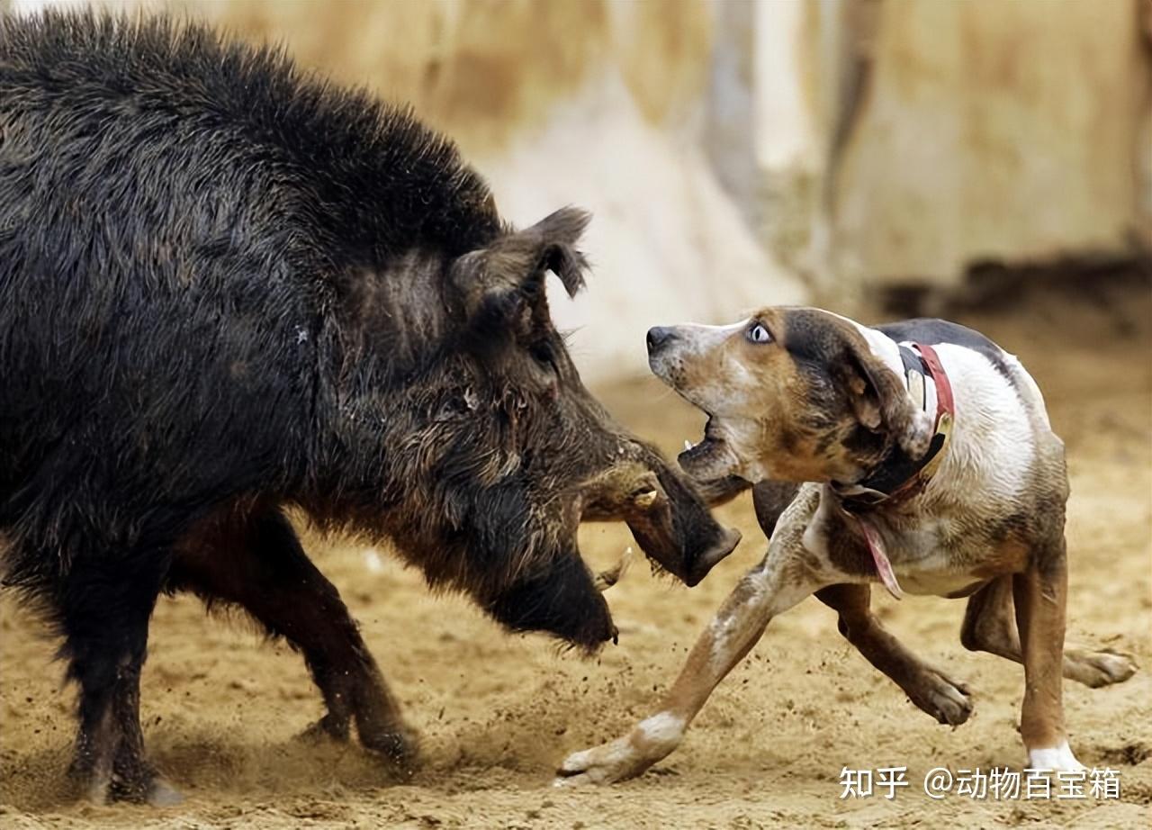 家猪也能变野猪?都说家猪放生后会长獠牙野化,是真的吗? - 知乎