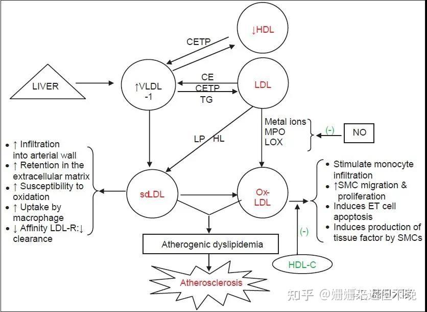 糖尿病大血管病變發病機制脂質代謝紊亂