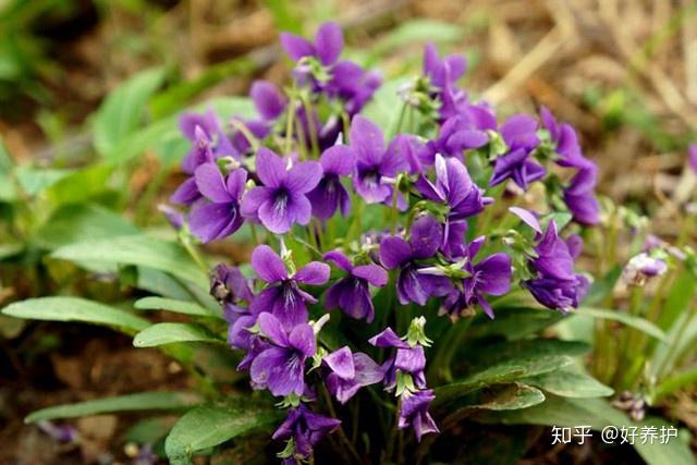 紫花地丁对土地和水的需求接近于无,只要有那么一小块儿的立锥之地
