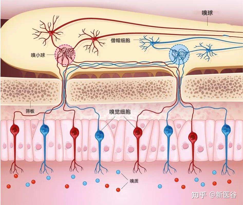 不同种类的嗅觉细胞分散分布,汇聚到不同的嗅小球 | 图源网络所以,当