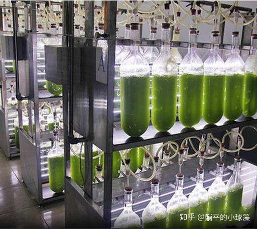 家庭培养小球藻的思路 - 知乎