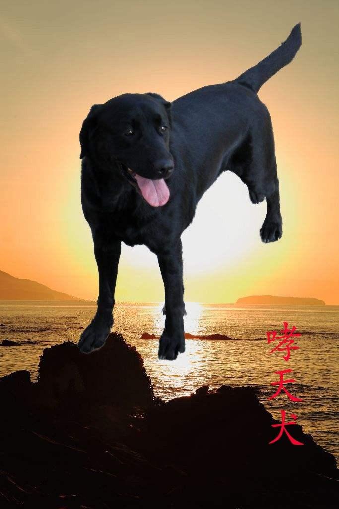 二郎神的哮天犬,原型竟是这样子!怪不得这狗这么厉害! - 知乎