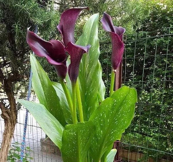 关于花市上的 各色海芋 你必须知道要知道的六件事 海芋花长什么样 诺亚时报