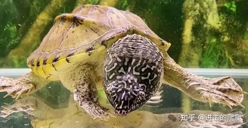 水下液压钳!墨西哥蛋龟,龟界狠人实至名归! - 知乎