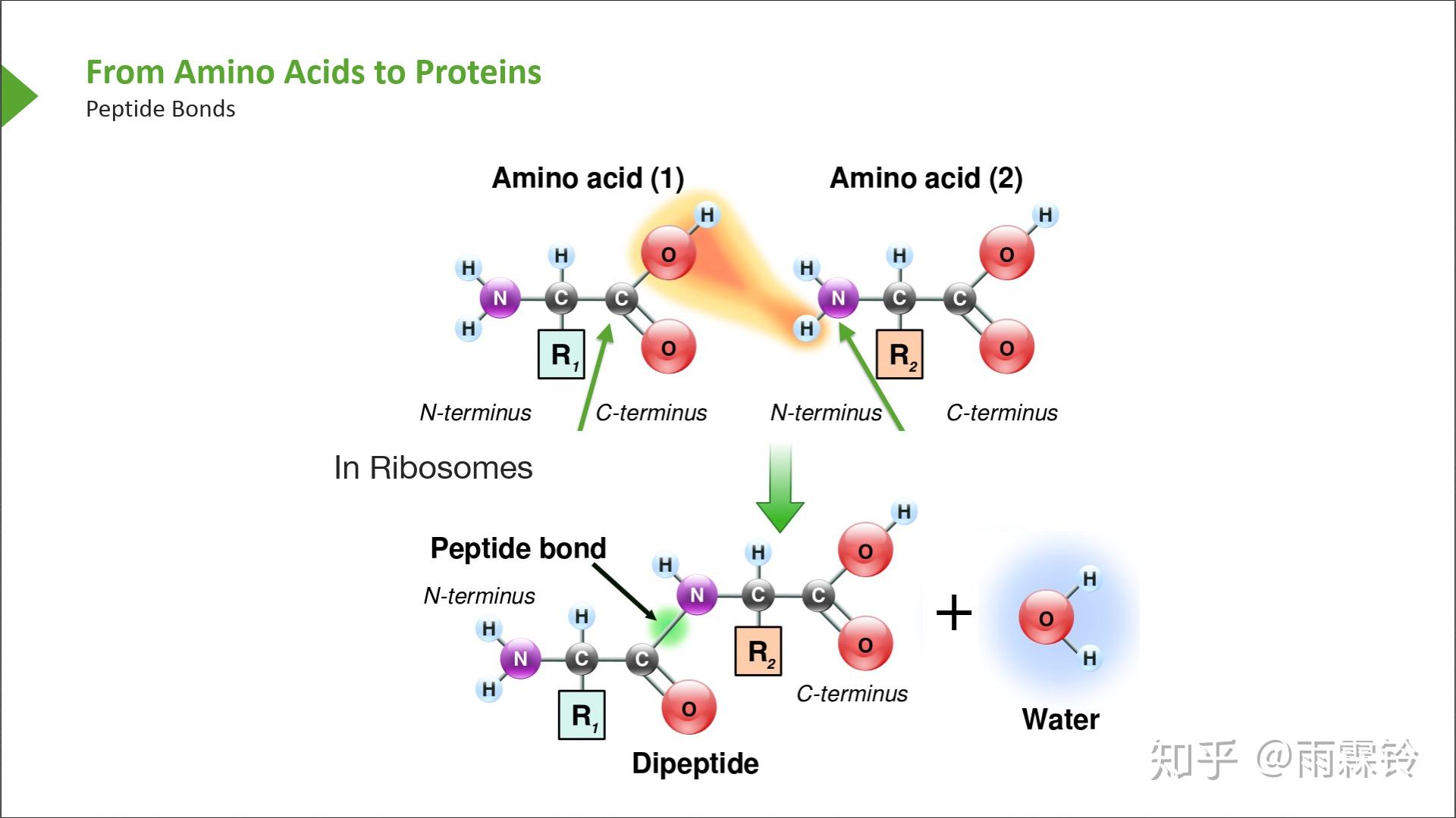 蛋白质的结构和功能 - 知乎