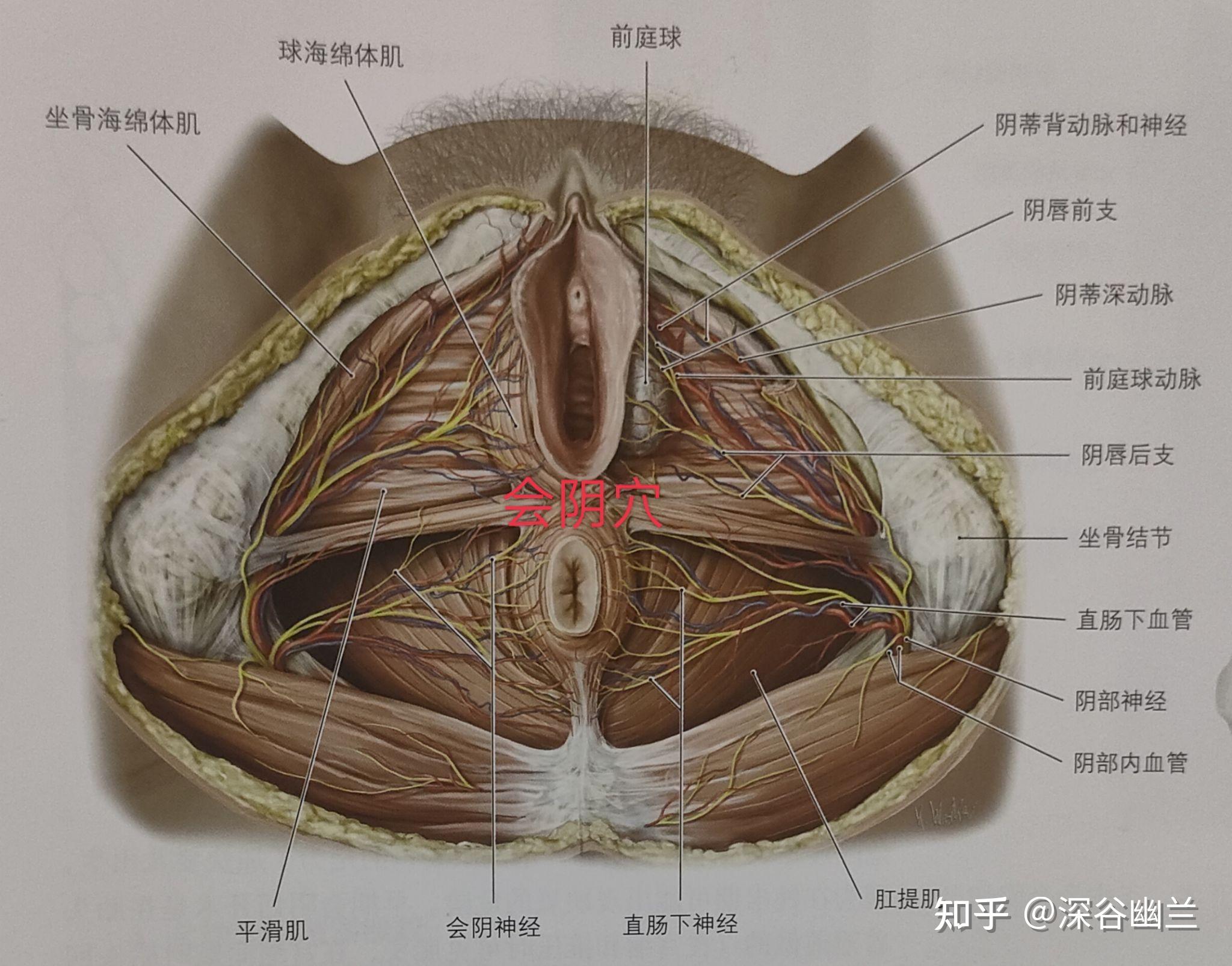 前庭球形态图片