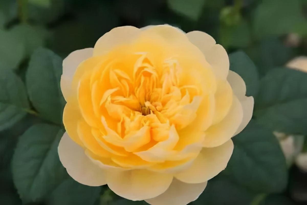 圣女贞德月季,有英雄气概,也有儿女情长|花名册no.00072