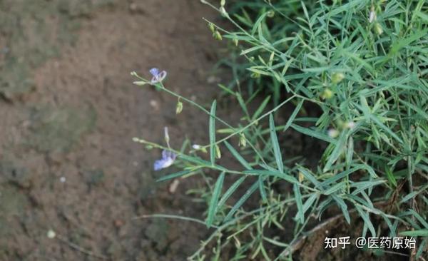 带你识别远志 - 知乎
