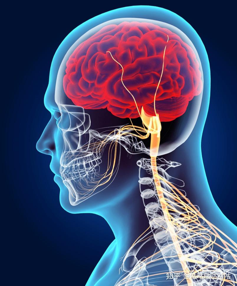 植物神经紊乱要怎么治疗才好呢?