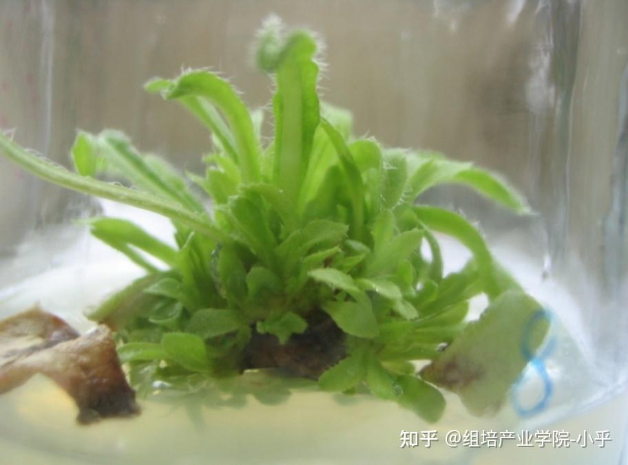 组培大讲堂之植物离体繁殖