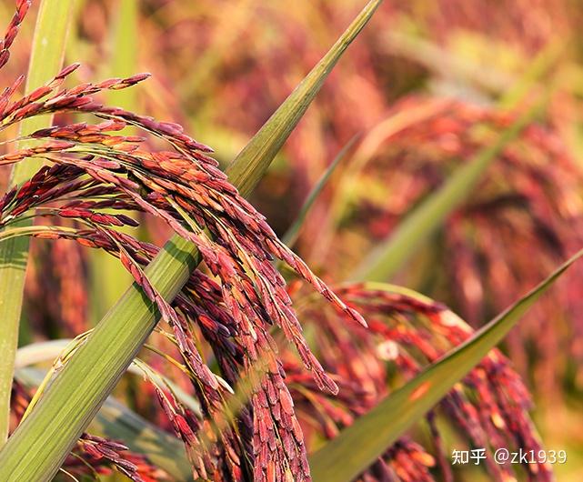 胭脂红米的传奇米生