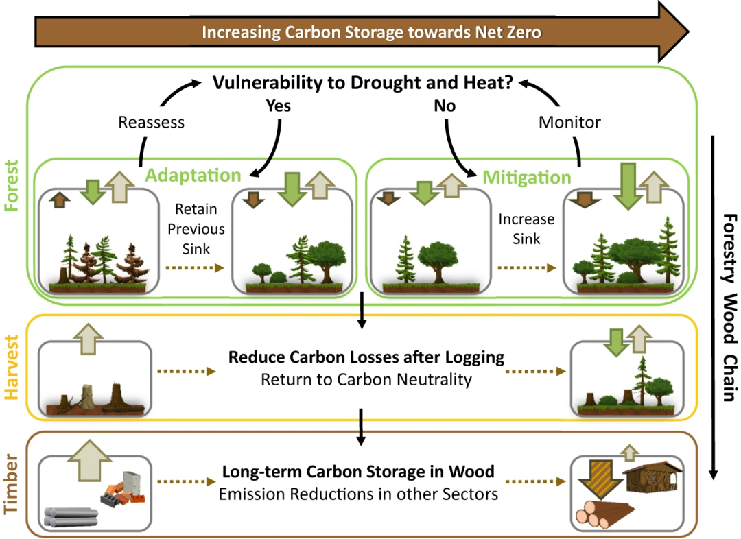 naturecommunications干旱和炎热降低森林碳吸收
